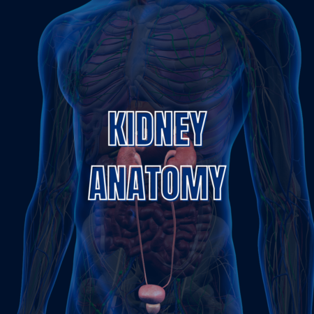 Kidney Anatomy