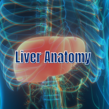 Liver Anatomy