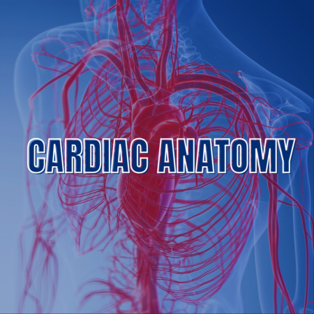 Cardiac Anatomy